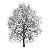 deciduous tree, winter