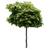Baum, Ahornbaum, Acer