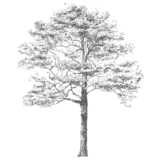 pine tree, Pinaceae
