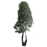 tree, Stone Pine, PInus pinea