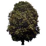 tree, Horse-chestnut, Aesculus hippocastanum