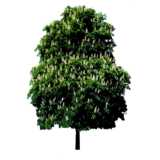 tree, Horse-chestnut, Aesculus hippocastanum