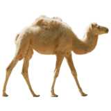 Camel, laufend
