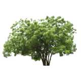 tree, broad