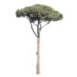 Baum, Pinie, Pinus pinea
