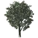 tree, chestnut, Aesculus