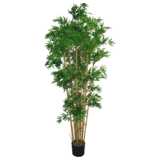 potted bamboo