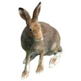 Hare in movement