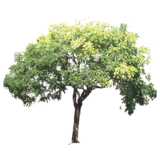 Baum, japanischer Schnurbaum, Styphnolobium japonicum