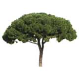tree, Stone Pine, Pinus pinea