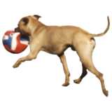 Hund mit Ball in der Schnauze
