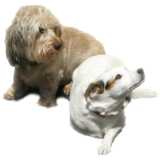 Dachshound and little Terrier