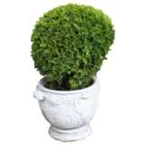 plant in large pot