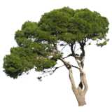 pine-tree in summer, pinus pinea