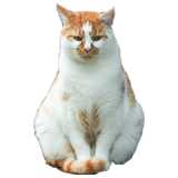fat sitting cat, red-white