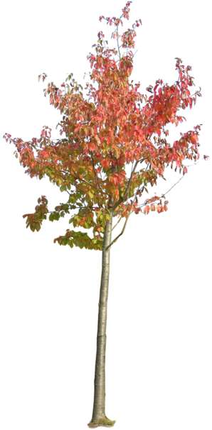tree, birch, Fagus sylvatica