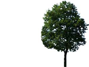Baum, 2 Varianten