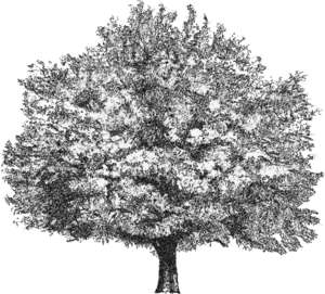 Eiche, Sommer, Quercus coccinea