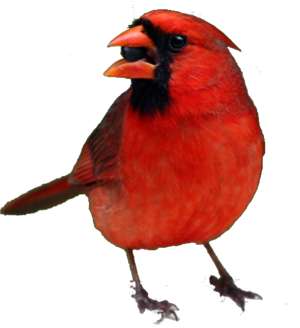 Roter Kardinal 