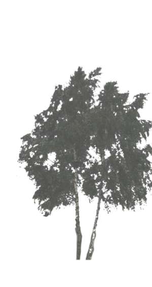 2 trees, birch, betula
