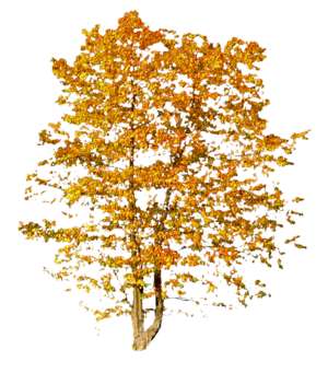 Baum, Herbst