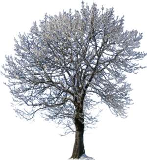 Baum, Bergahorn, Acer pseudoplatanus