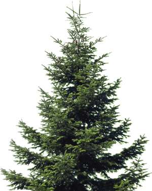 fir tree