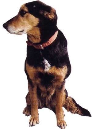 Hund sitzend schwarz-braun