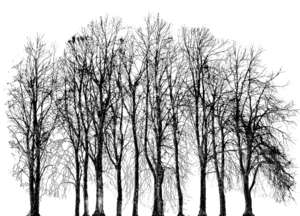 group of trees