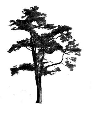 Baum, Kiefer, Pinus