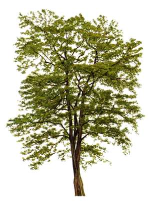 tree, Black Locust, Robinia pseudoacacia