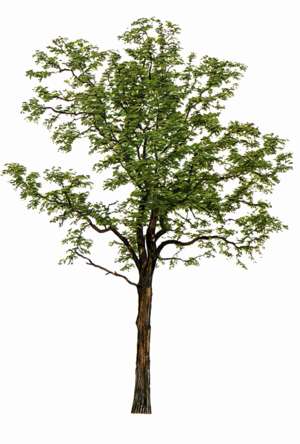 tree, Kentucky Coffeetree, Gymnocladus dioicus