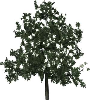 Baum, dunkelgrün