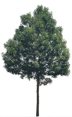 Baum, Hohe Esche, Fraxinus excelsior