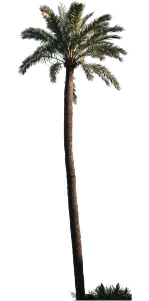 Baum, Palme
