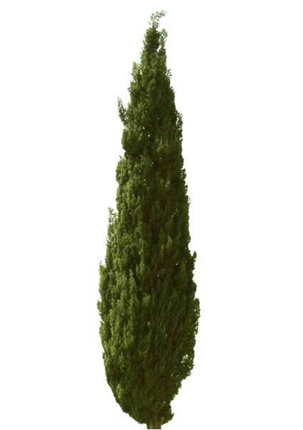 tree, cypress, Cupressus