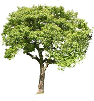 tree, Paulownia