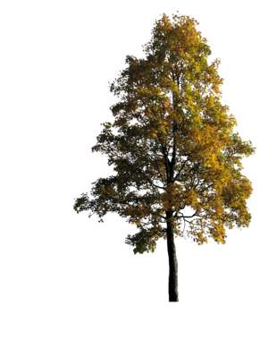 Baum, Herbst, klein