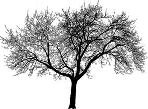 tree, fruit, silhouette