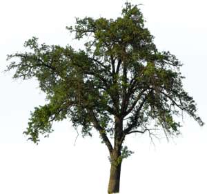 Baum, Akazie, Acacia
