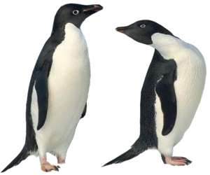Penguine couple