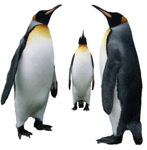 Penguine group