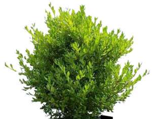 tree, Common Box, Buxus sempervirens