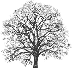 tree, winter, silhouette