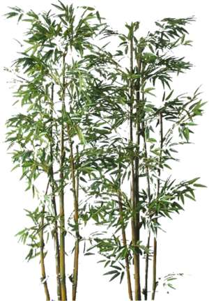 Bambusbusch