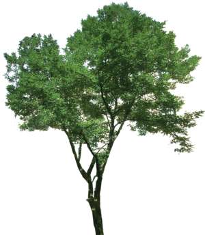 tree, Robinia