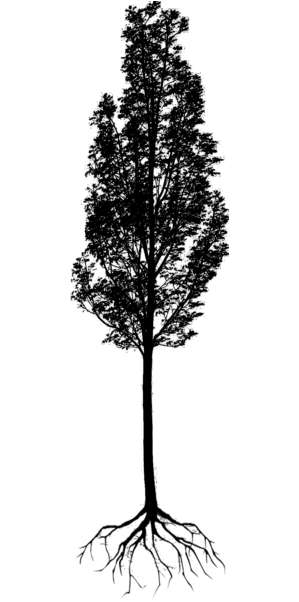 Baum, Gemeine Esche, Fraxinus excelsior