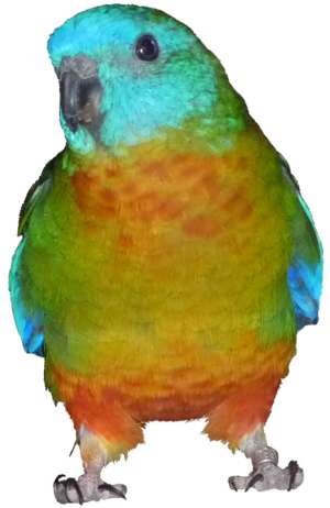 bird, turquoise parrot, Neophema pulchella, sitting