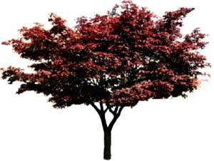 Baum, breit, rot