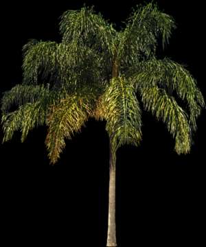 tree, palm, Syagrus romanzoffiana